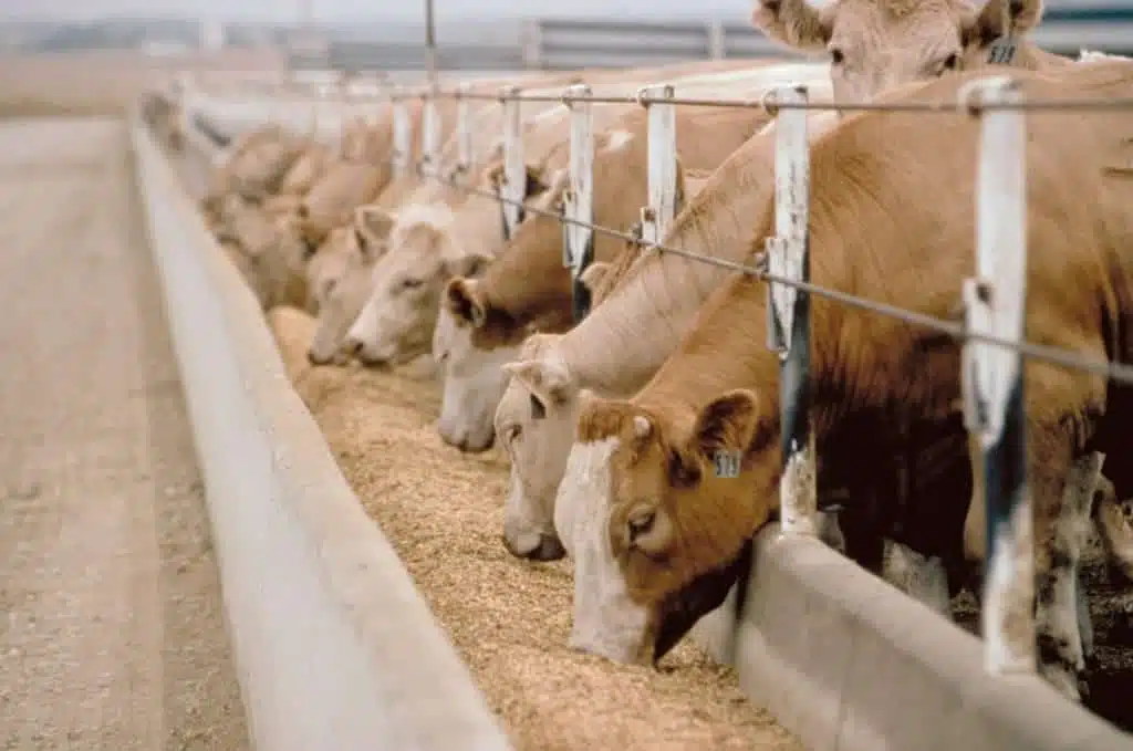 Salt for animal feed 1 حيوان