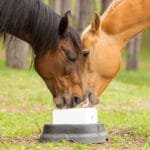 FAQs About Salt for Horses & Horse Licking Salt Blocks 2 FAQs About Salt for Horses & Horse Licking Salt Blocks